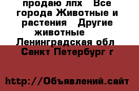 продаю лпх - Все города Животные и растения » Другие животные   . Ленинградская обл.,Санкт-Петербург г.